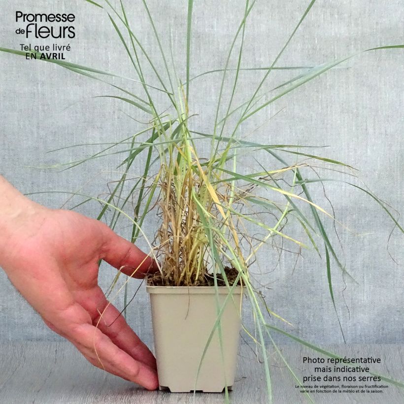 Example of Elymus magellanicus - Hondstarwegras Kweekpotje van 8/9 cm as you get in printemps