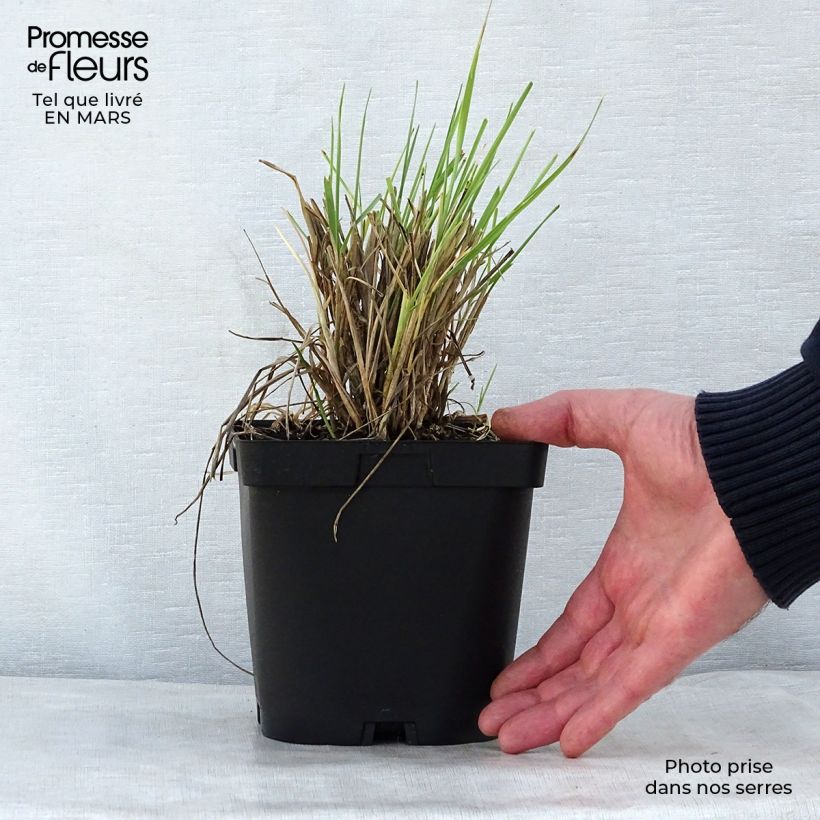 Example of Elymus magellanicus - Hondstarwegras Pot van 2 l/3 l as you get in printemps
