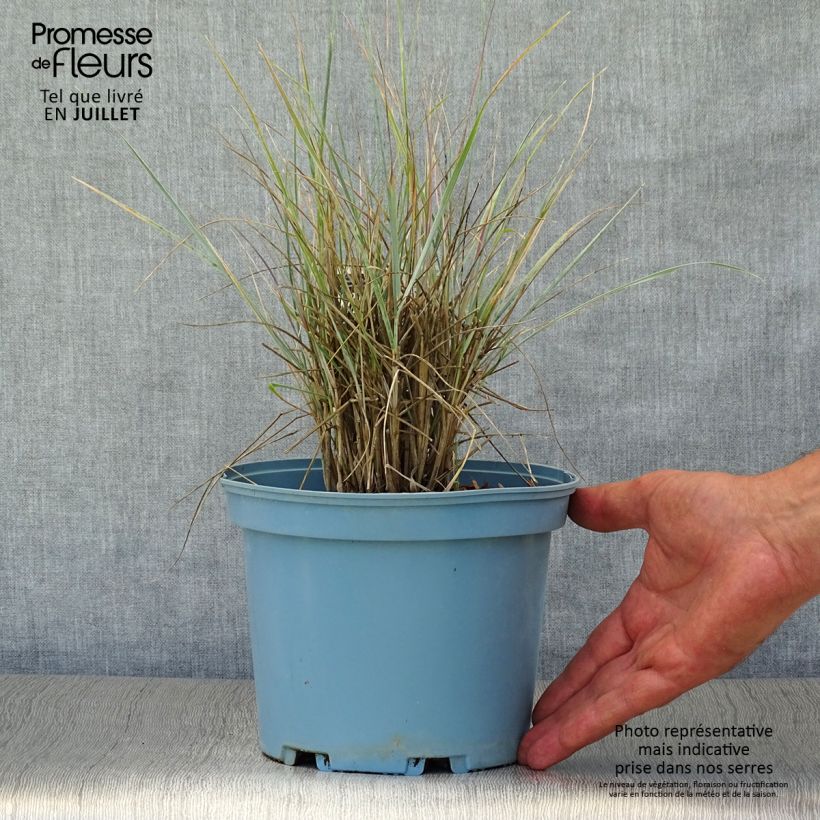 Exemplaar van Elymus magellanicus - Hondstarwegras Pot van 2 l/3 l zoals geleverd in de zomer