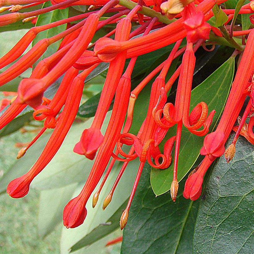 Embothrium coccineum - Chileense vuurstruik (Bloei)