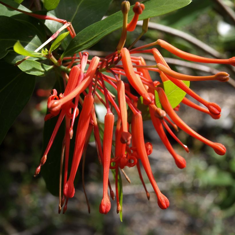 Embothrium coccineum Lanceolatum - Chileense vuurstruik (Bloei)