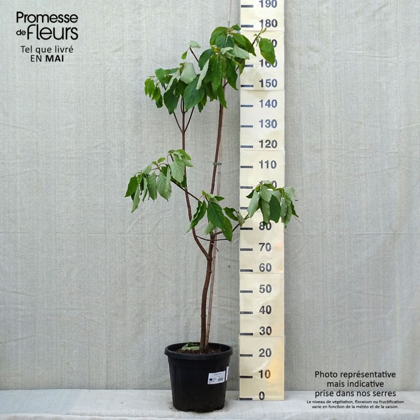 Exemplaar van Emmenopterys henryi Pot van 12 l/15 l zoals geleverd in de lente