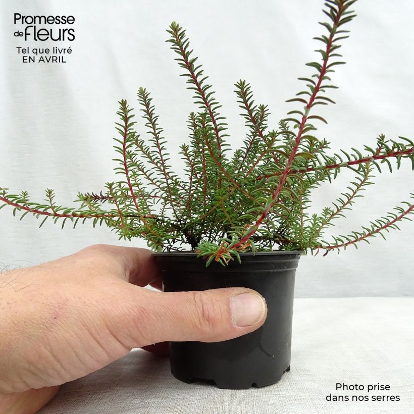 Example of Empetrum nigrum - Kraaihei Pot van 10 cm/11 cm as you get in printemps