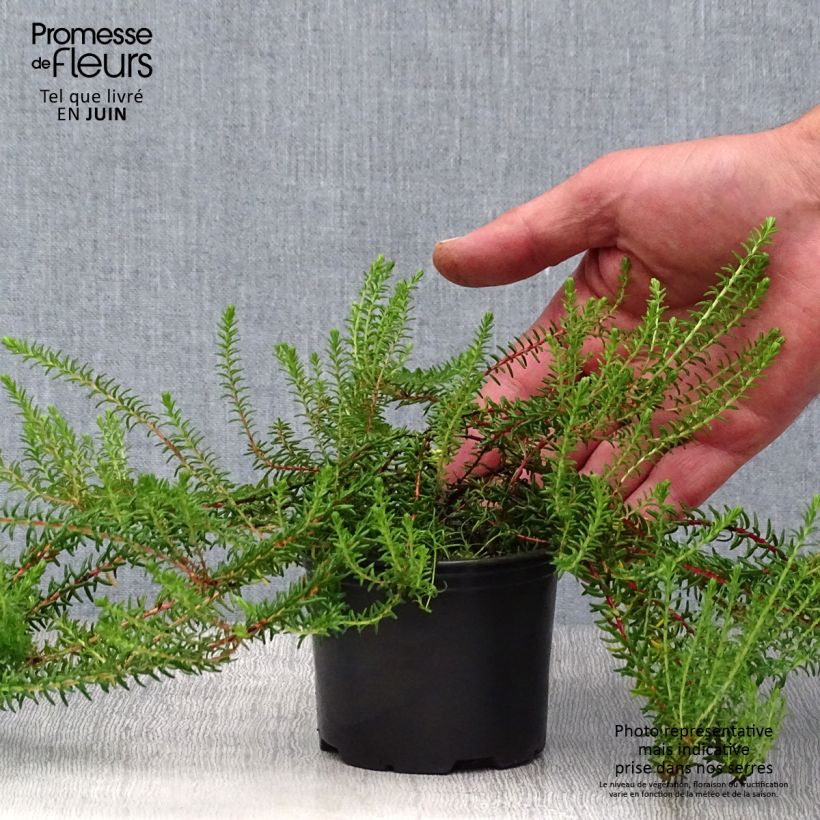 Exemplaar van Empetrum nigrum - Kraaihei Pot van 10 cm/11 cm zoals geleverd in de zomer