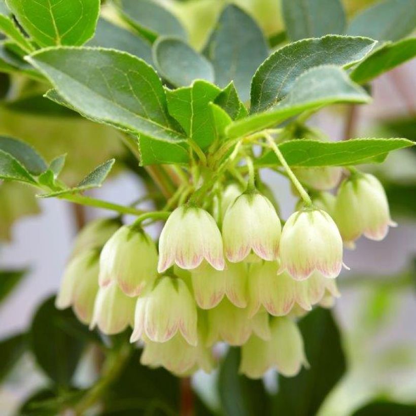 Enkianthus campanulatus Prettycoat - Pronkklokje (Bloei)
