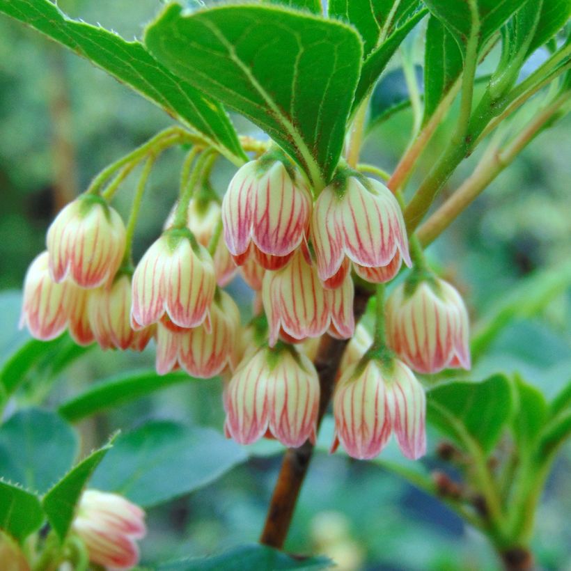 Enkianthus campanulatus - Pronkklokje (Bloei)