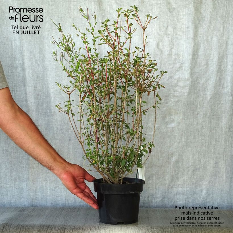 Exemplaar van Enkianthus campanulatus - Pronkklokje Pot van 2 l/3 l zoals geleverd in de zomer