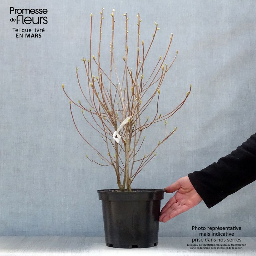 Exemplaar van Enkianthus campanulatus Red Bells - Pronkklokje Pot van 2 l/3 l zoals geleverd in de lente