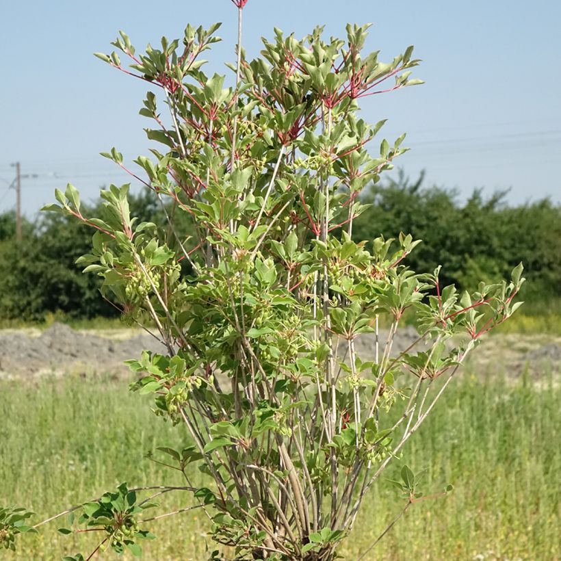 Enkianthus campanulatus Prettycoat - Pronkklokje (Groeiplaats)