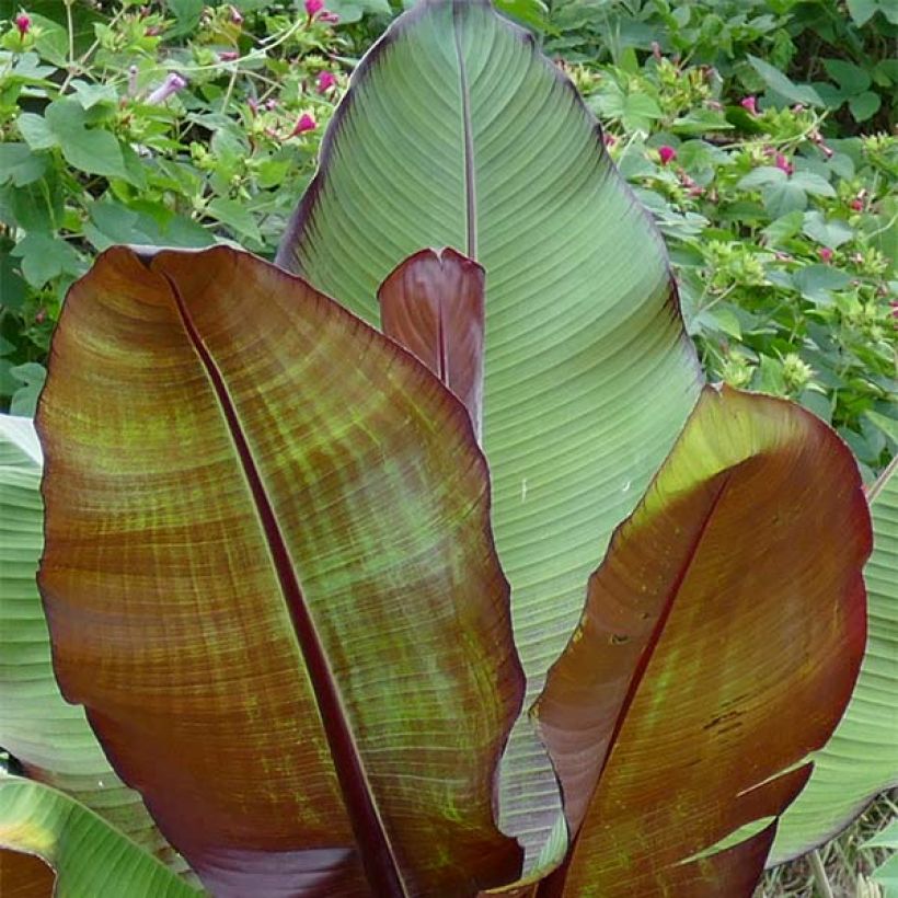 Ensete ventricosum Maurelii - Ethiopische banaan (Blad)