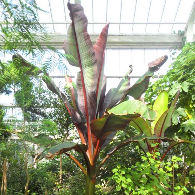 Ensete ventricosum Maurelii - Ethiopische banaan (Groeiplaats)