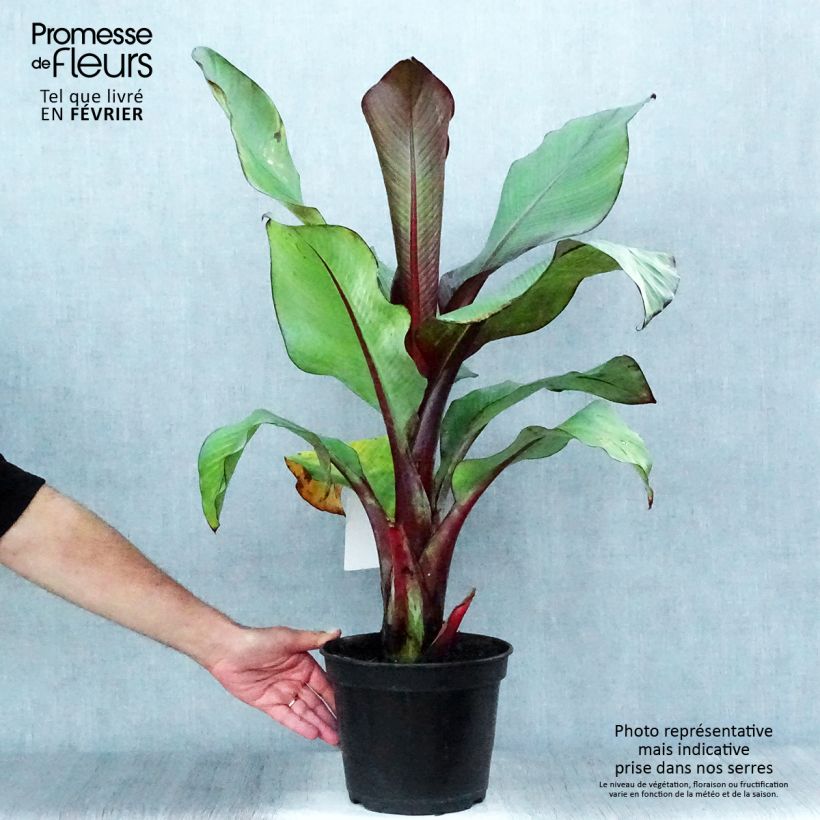 Exemplaar van Ensete ventricosum Maurelii - Ethiopische banaan Pot van 4 l/5 l zoals geleverd in de herfst