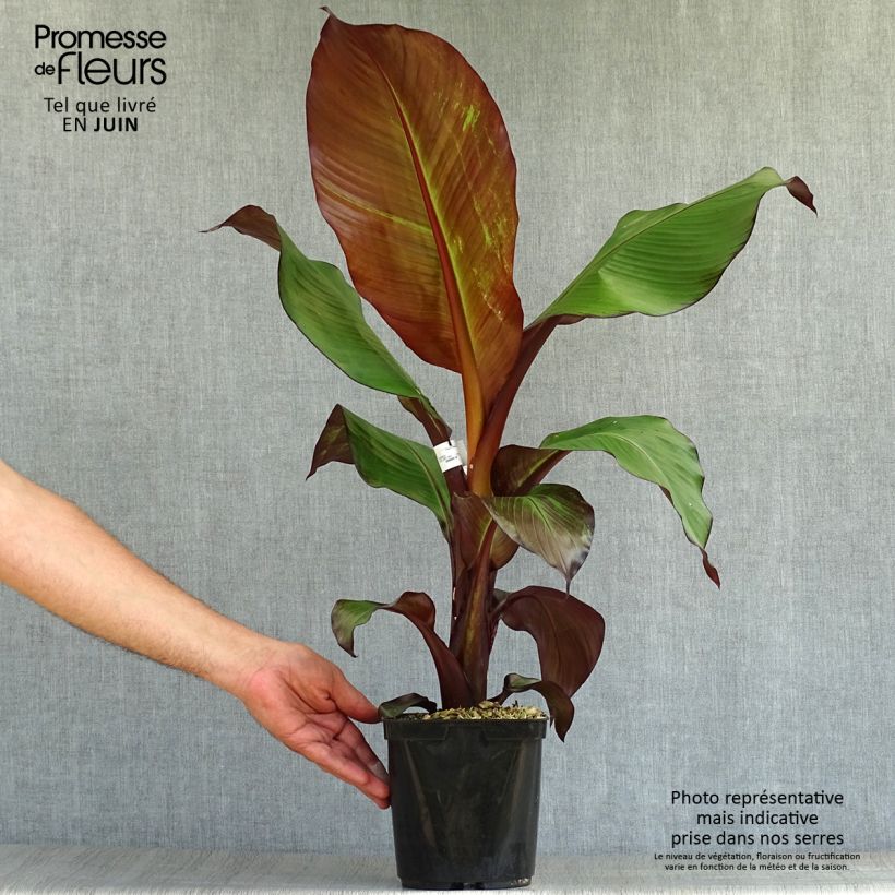 Exemplaar van Ensete ventricosum Maurelii - Ethiopische banaan Pot van 2 l/3 l zoals geleverd in de zomer