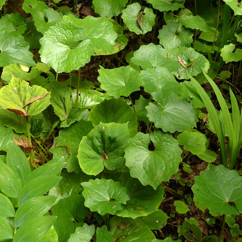 Sneeuwpapaver - Eomecon chionantha (Blad)