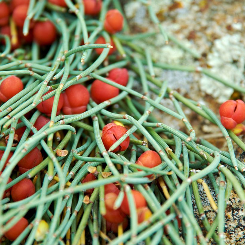 Ephedra minima - Knoopspar (Blad)