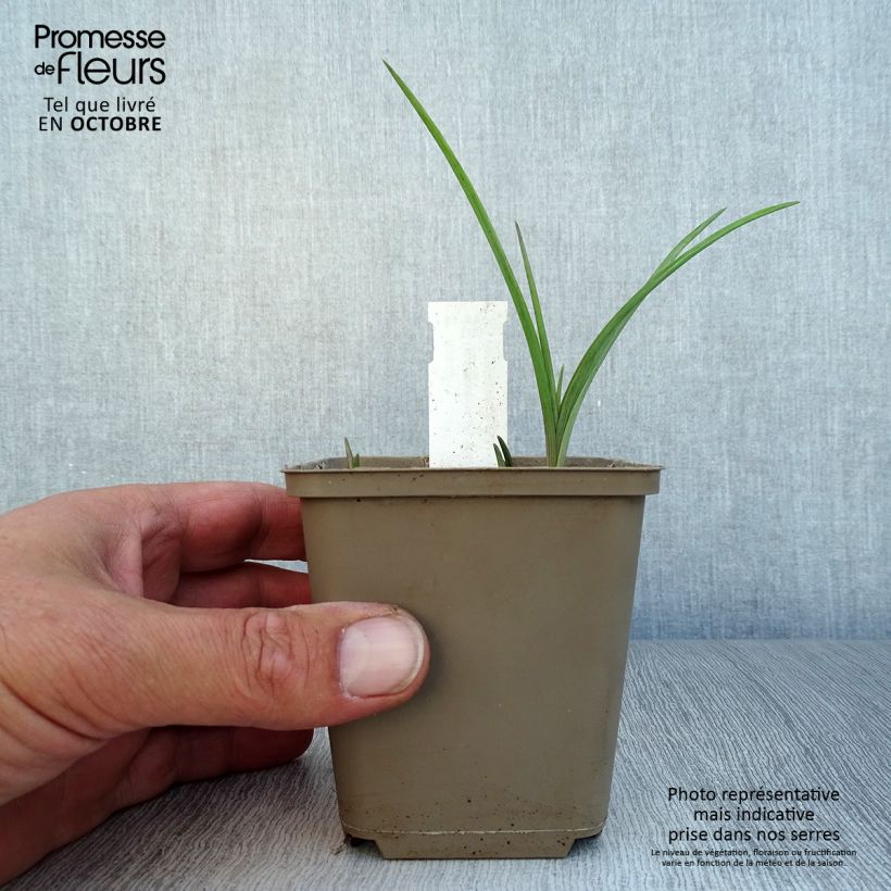 Exemplaar van Tradescantia andersoniana Bilberry Ice - Eendagsbloem Kweekpotje van 8/9 cm zoals geleverd in de herfst