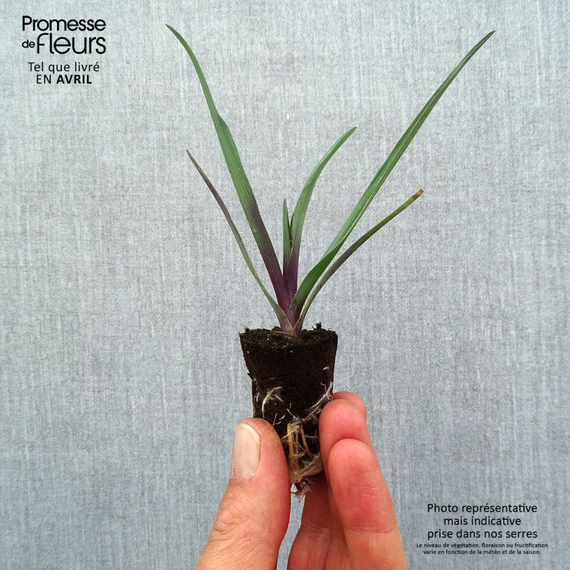 Exemplaar van Tradescantia andersoniana JS Brainstorm - Eendagsbloem Mini-mot Ø 1,5/2,5 cm zoals geleverd in de lente