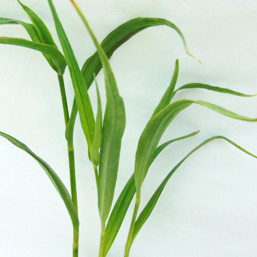 Tradescantia andersoniana JC Weguelin - Eendagsbloem (Blad)