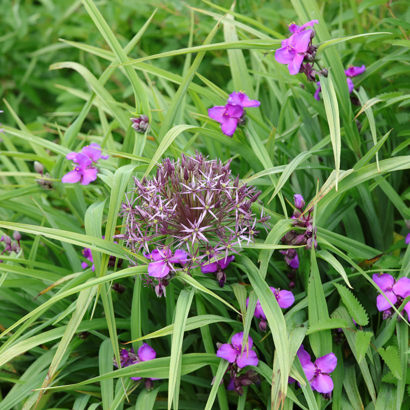 Tradescantia andersoniana Karminglut - Eendagsbloem (Groeiplaats)