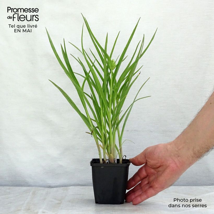 Exemplaar van Tradescantia andersoniana Little Doll - Eendagsbloem Kweekpotje van 8/9 cm zoals geleverd in de lente