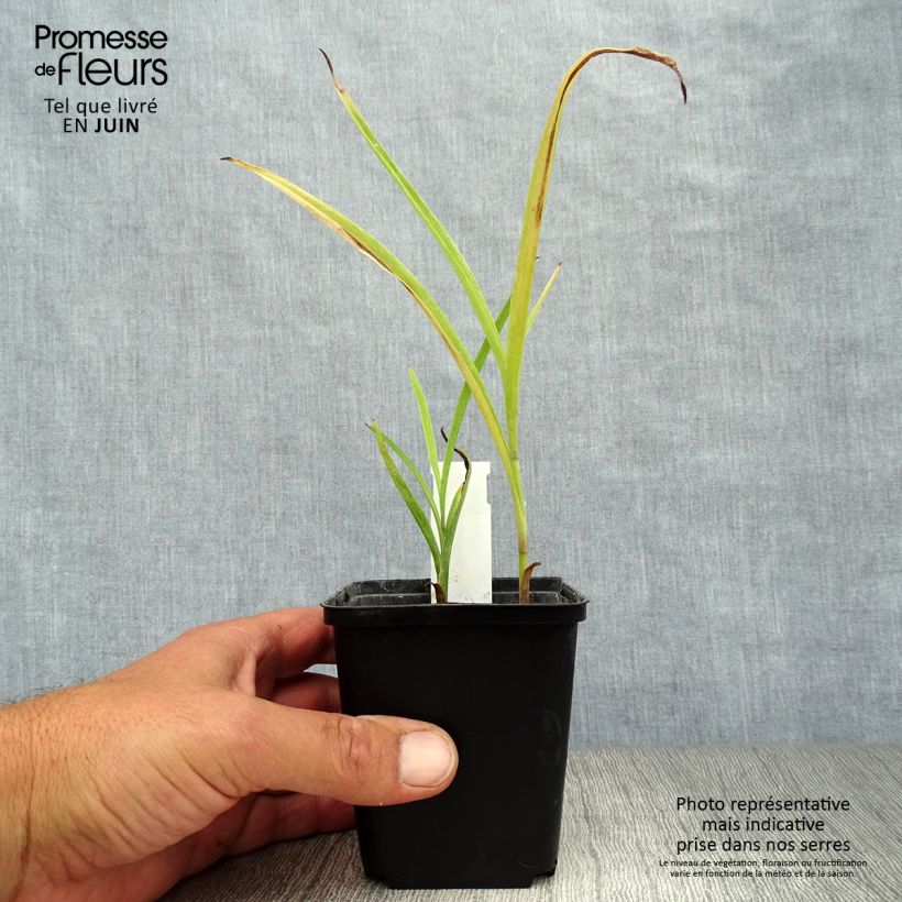 Exemplaar van Tradescantia andersoniana Little Doll - Eendagsbloem Kweekpotje van 8/9 cm zoals geleverd in de zomer