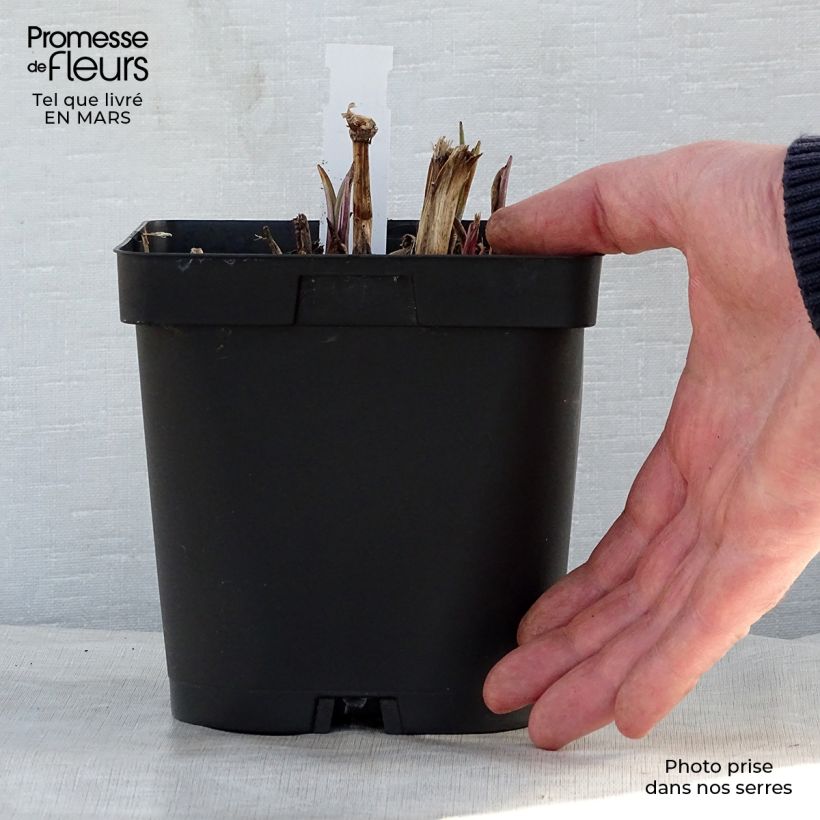 Exemplaar van Tradescantia andersoniana Osprey - Eendagsbloem Pot van 2 l/3 l zoals geleverd in de lente