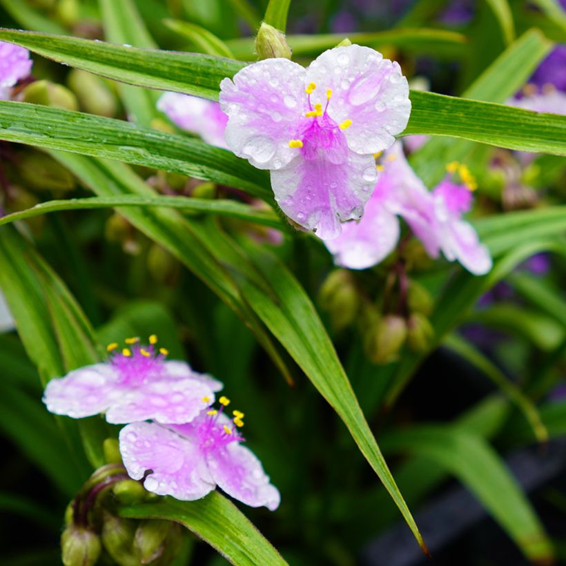 Tradescantia andersoniana Pink Chablis - Eendagsbloem (Bloei)