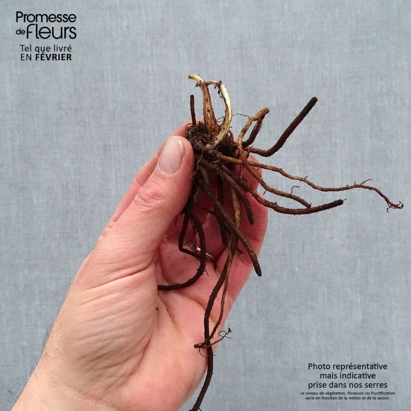 Exemplaar van Tradescantia andersoniana Pink Chablis - Eendagsbloem Naakte wortel zoals geleverd in de winter