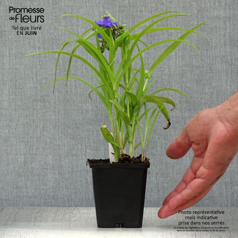 Exemplaar van Tradescantia andersoniana Sweet Kate - Eendagsbloem Kweekpotje van 8/9 cm zoals geleverd in de zomer