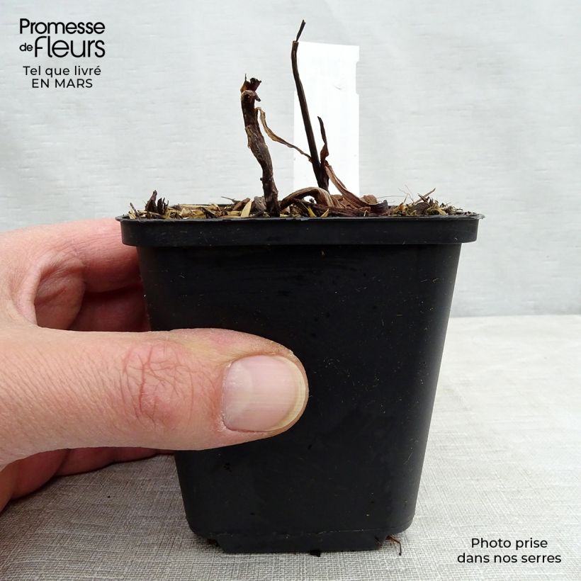 Exemplaar van Tradescantia virginiana Zwanenburg Blue - Eendagsbloem Kweekpotje van 8/9 cm zoals geleverd in de lente