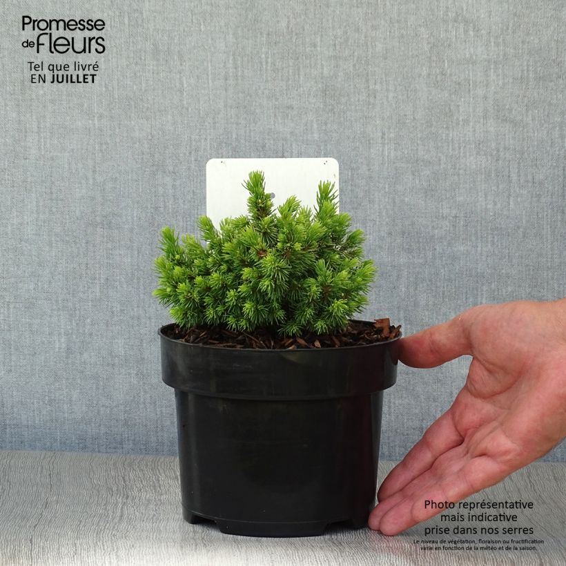 Exemplaar van Picea abies Jalako Gold - Fijnspar Pot van 2 l/3 l zoals geleverd in de zomer