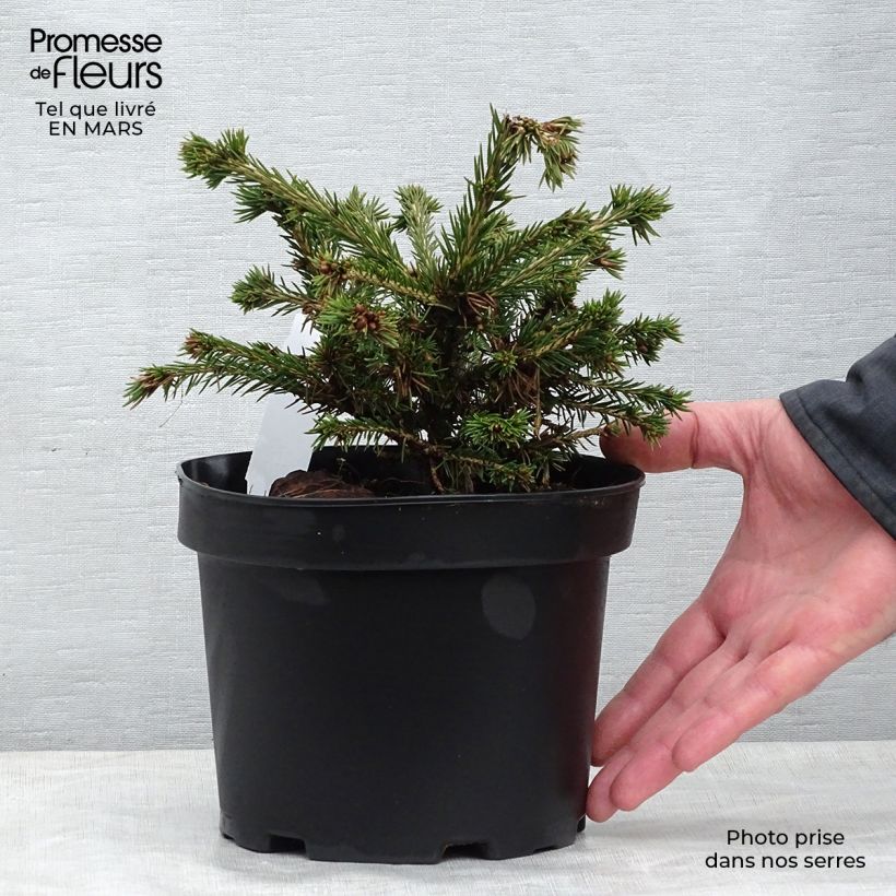 Exemplaar van Picea abies Maxwellii - Fijnspar Pot van 2 l/3 l zoals geleverd in de lente