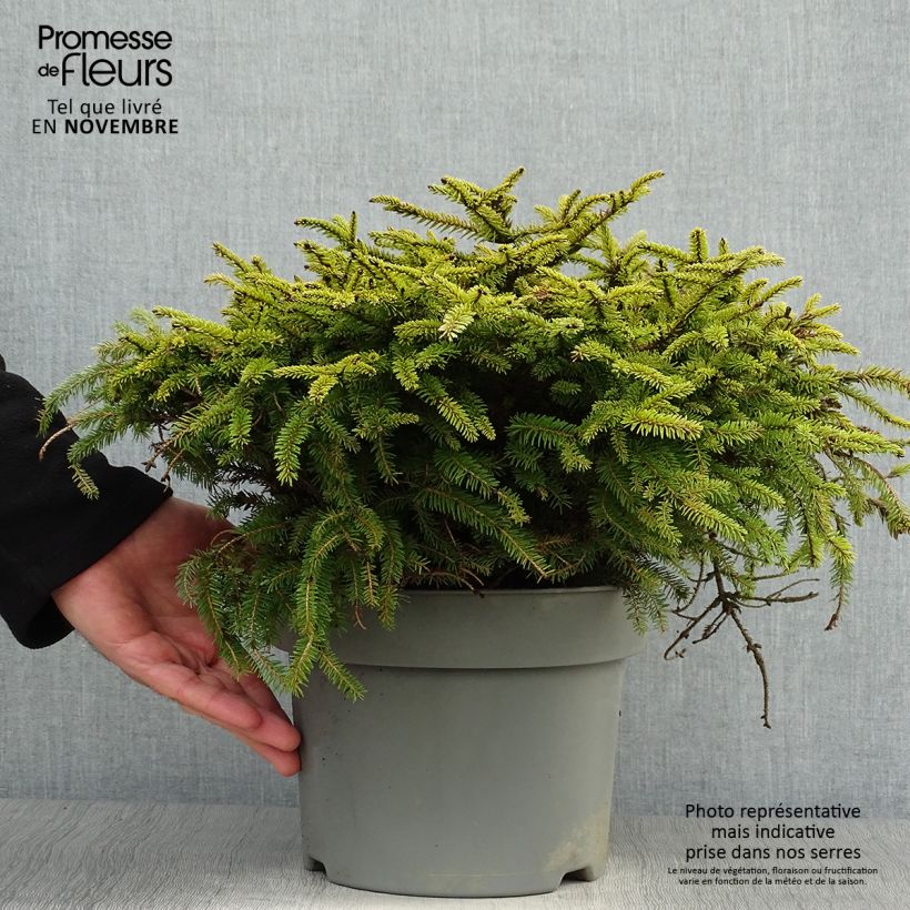 Exemplaar van Picea abies Nidiformis - Fijnspar Pot van 2 l/3 l zoals geleverd in de herfst