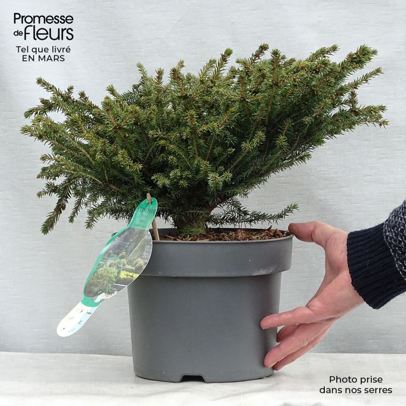 Example of Picea abies Nidiformis - Fijnspar Pot van 2 l/3 l as you get in printemps