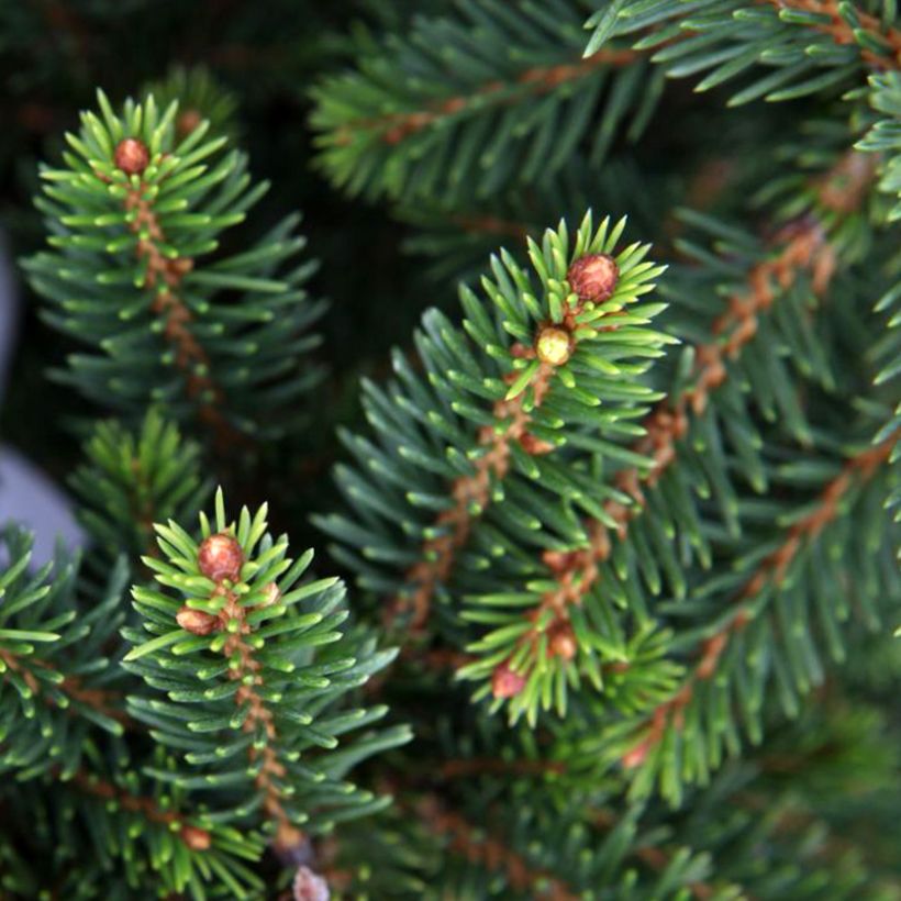 Picea abies Will's Zwerg - Fijnspar (Foliage)