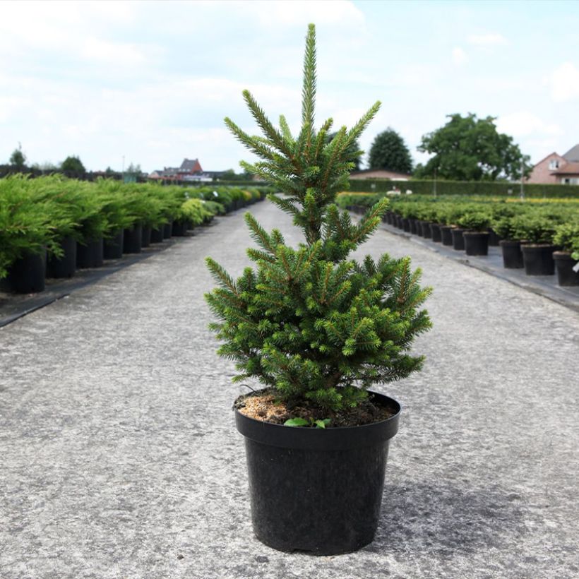 Picea abies Will's Zwerg - Fijnspar (Plant habit)