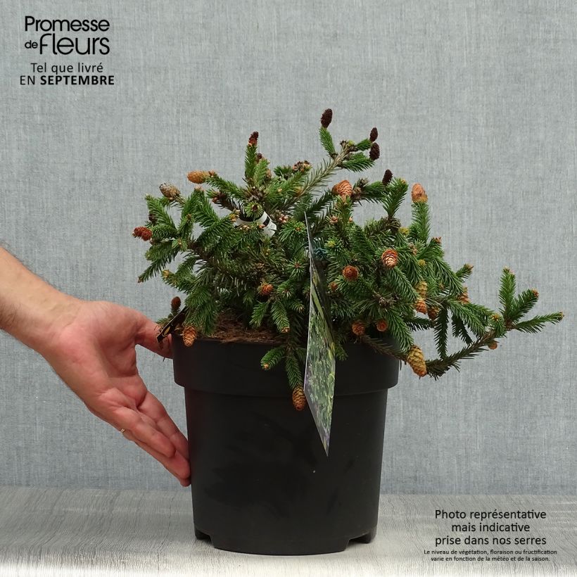 Exemplaar van Epicea commun nain - Picea abies Pusch Pièce zoals geleverd in de herfst