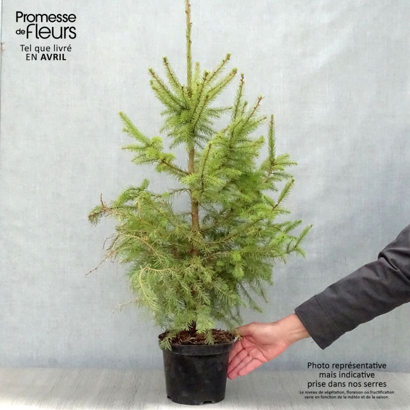Example of Picea omorika Nana - Servische spar Pot van 2 l/3 l as you get in printemps