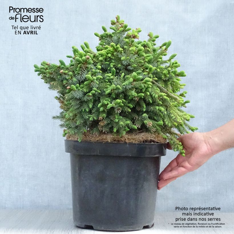 Example of Picea omorika Nana - Servische spar Pot van 7,5 l/10 l as you get in printemps