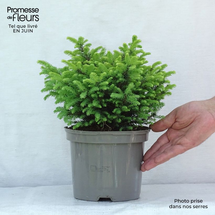 Exemplaar van Picea omorika Karel - Servische spar Pot van 2 l/3 l zoals geleverd in de zomer