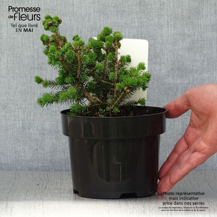 Exemplaar van Picea sitchensis Nana - Sitkaspar Pot van 2 l/3 l zoals geleverd in de lente