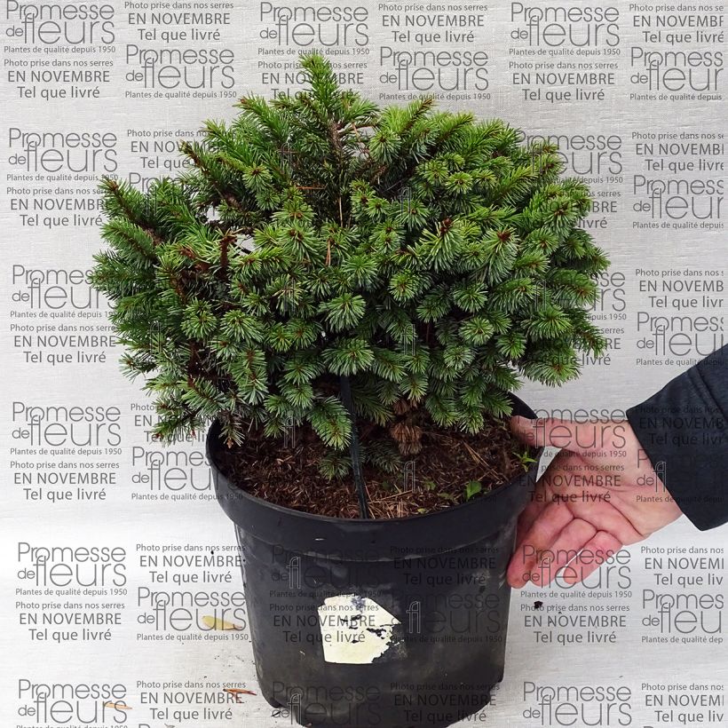 Voorbeeld van een exemplaar van Picea sitchensis Rom - Sitkaspar Pot van 7,5 l/10 l zoals geleverd