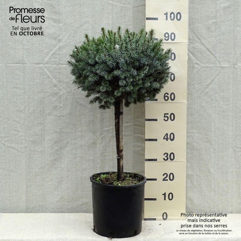 Exemplaar van Picea sitchensis Silberzwerg - Sitkaspar Pot van 12 l/15 l, Stengel zoals geleverd in de herfst