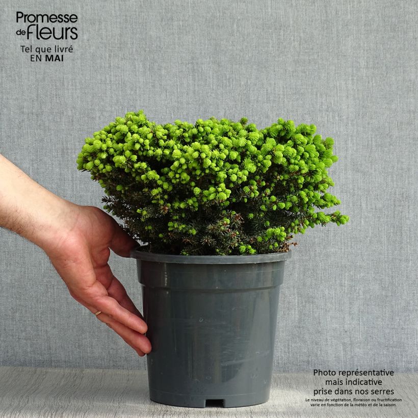Exemplaar van Picea abies Little Gem - Fijnspar Pot van 2 l/3 l zoals geleverd in de lente