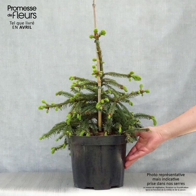 Example of Picea abies Inversa - Fijnspar Stuk as you get in printemps
