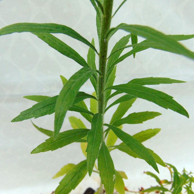 Epilobium angustifolium Wit - Wilgenroosje (Blad)