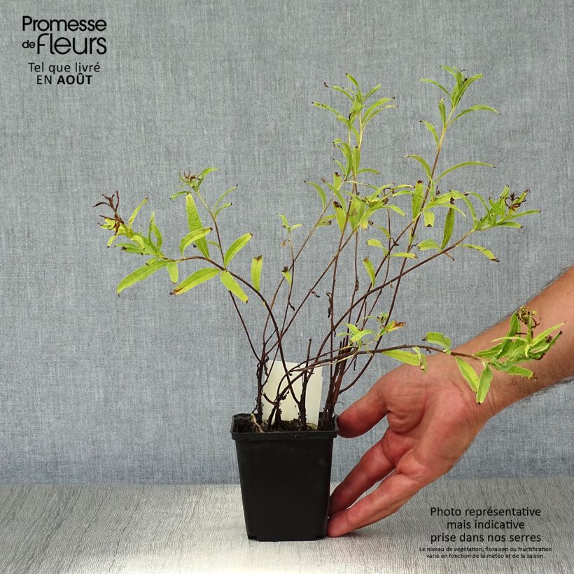 Exemplaar van Epilobium angustifolium Wit - Wilgenroosje Kweekpotje van 8/9 cm zoals geleverd in de zomer