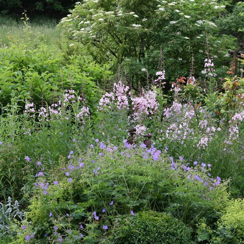 Epilobium angustifolium Stahl Rose - Wilgenroosje (Groeiplaats)
