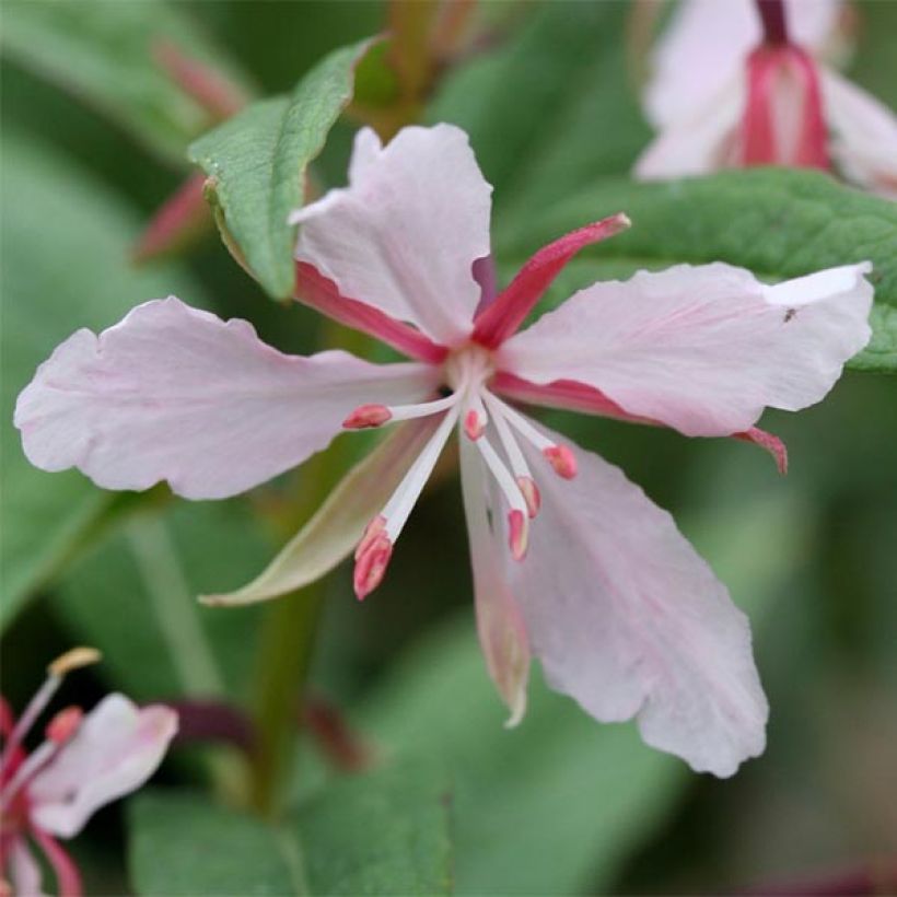 Epilobium angustifolium Stahl Rose - Wilgenroosje (Bloei)