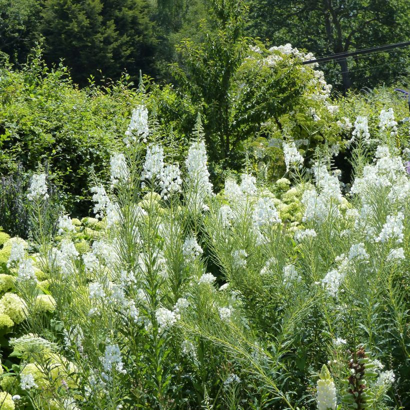 Epilobium angustifolium Wit - Wilgenroosje (Bloei)